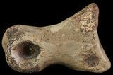 Struthiomimus Toe Bone - Montana #66450-2